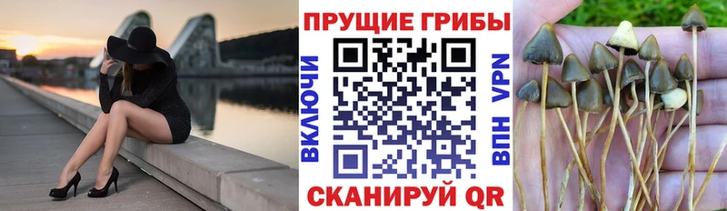 Купить где  Беломорск  Псилоцибиновые грибы Cubensis 